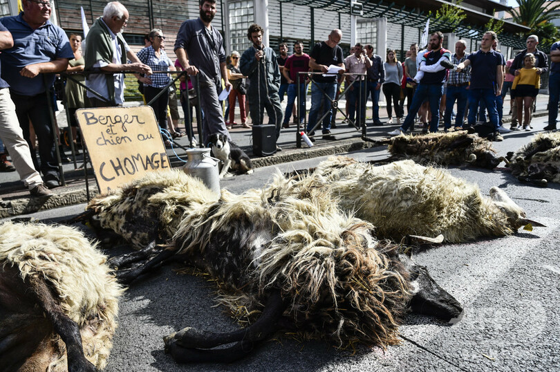 道路に複数の羊の死骸...フランス畜産業者がクマ被害訴え