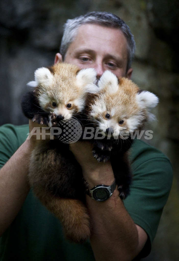 ふわふわ アカパンダの双子の赤ちゃん ドイツ 写真8枚 国際ニュース Afpbb News
