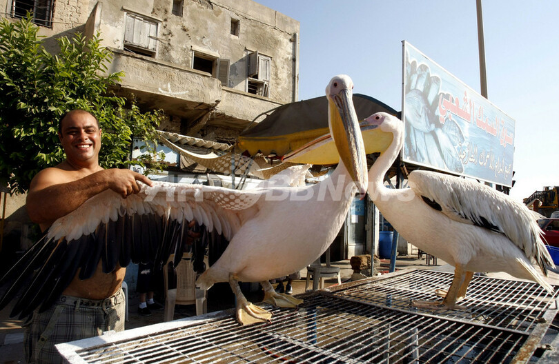 港町で漁師と暮らすペリカン、レバノン