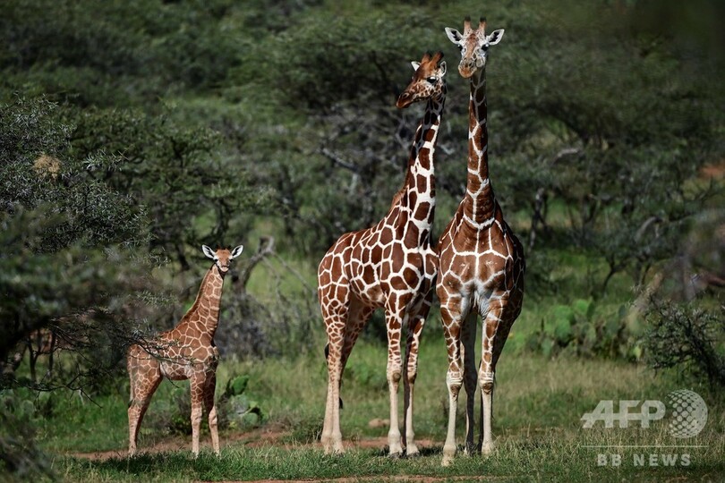 キリンに忍び寄る 静かな絶滅 の脅威 写真6枚 国際ニュース Afpbb News