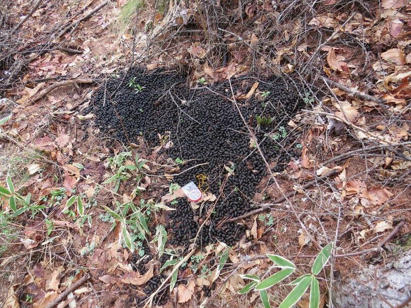 【麻布大学】ニホンカモシカのメスは オスへアピールするために糞の山をつくる?