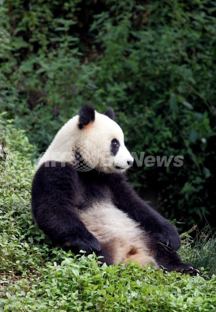 パンダのゲノムを解読、中国 パンダのゲノムを解読、中国
