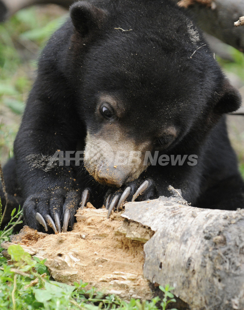 独動物園でマレーグマの赤ちゃんお披露目 写真11枚 国際ニュース Afpbb News