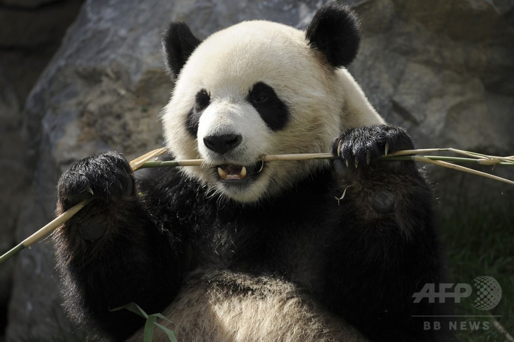 ジャイアントパンダの消化器系 タケ食適応に進化せず 中国研究 写真1枚 国際ニュース Afpbb News