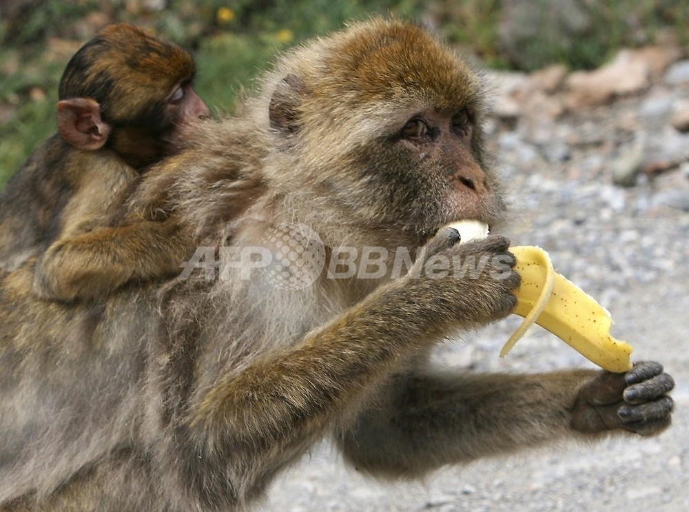 A monkey likes bananas. Обезьяна ban. Макака питание. Chimps like Bananas.