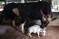 バングラデシュ・チャリグラムの農場で飼育されている体高51センチの牛「ラニ」（2021年7月6日撮影）。(c)Munir Uz zaman / AFP