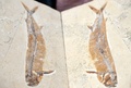 フランスからブラジルに返還された白亜紀の硬骨魚類の化石（2022年5月24日撮影）。(c) JEAN-FRANCOIS MONIER / AFP
