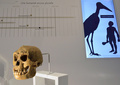 パリの人類博物館で展示されるホモ・フローレシエンシスの頭蓋骨標本（2016年2月15日提供）。(c)AFP/MUSEE DE L&apos;HOMME/JC DOMENECH