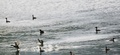 湖北省鄖西県の天河流域で見られた野鳥（2020年4月12日撮影）。(c)CNS/楊紅霞