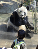 都内の上野動物園（Ueno Zoo）で1日、中国から借り受けたジャイアントパンダ、雄のリーリー（力力）と雌のシンシン（真真）の一般公開が始まり、一目見ようと3000人近くの人々が朝から長い列を作った。

2月に到着していた2頭の公開は当初3月22日の予定だったが、東日本大震災の影響で上野動物園が閉園していたため、10日遅れのお披露目となった。上野動物園では、2008年に「リンリン」が22歳（人間なら70歳に相当）で死んで以降、パンダ不在が続いていた。

写真は、餌の竹を食べるシンシンを見つめる男の子（2011年4月1日撮影）。(c)AFP/ Yoshikazu TSUNO