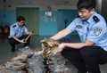 中国税関が密輸事件で押収したライオンの骨（2019年9月11日撮影）。(c)CNS/兪波