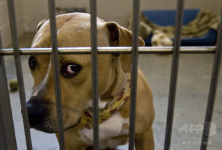 犬の名前「イトラー」に町長が拒絶反応、その理由は フランス 犬の名前「イトラー」に町長が拒絶反応、その理由は フランス