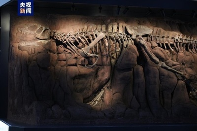 アジア最大の自然博物館の一つ 中国古代動物博物館が正式オープン