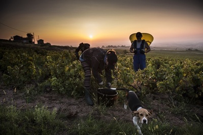 ボージョレ地区でブドウの収穫、フランス
