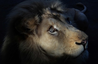 脱走したホワイトライオンを射殺、カナダ首都近郊の動物園