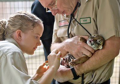 生まれたてのスマトラトラの赤ちゃん3頭、オーストラリア