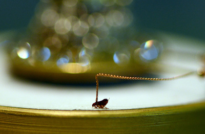 「ノミのサーカス」、ドイツで公演中