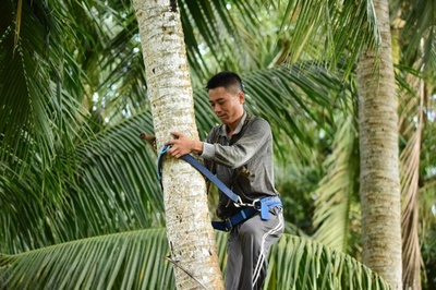 ヤシの実取りの名人、木登りは1日に60回以上 海南