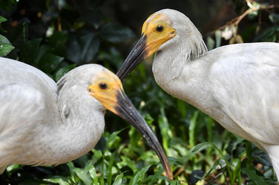 「東方の宝石」トキの幼鳥8羽お披露目 広州
