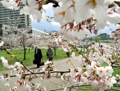 リトアニアで桜を愛でる人々、杉原千畝のサクラ公園