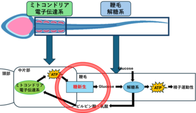 【横浜市立大学】ヒトを含む哺乳類の精子運動を支えるエネルギー産生経路を発見