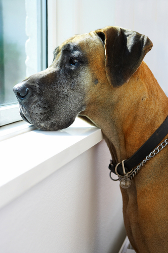 かわいいペットを連れて海外旅行、5つの心得