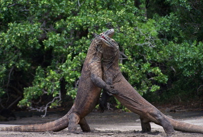 コモドオオトカゲ公開は金持ち限定、見物料値上げを知事提案 インドネシア