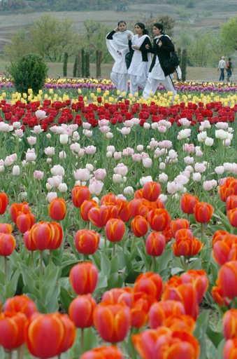 春のインドのチューリップ庭園、アジア最大120万本