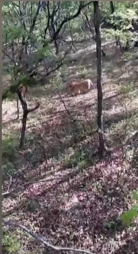 吉林省の村人がトラに遭遇 木に登って避難