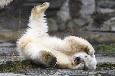 初めての外遊びに大はしゃぎ、ホッキョクグマの赤ちゃん 独