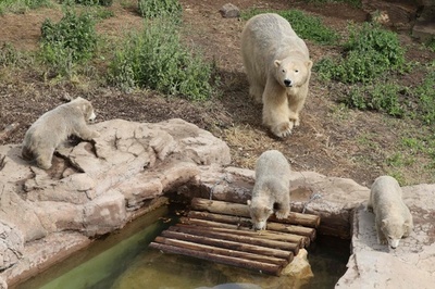 ホッキョクグマの三つ子の赤ちゃん、体重20キロに 名前はもうすぐ
