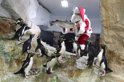 ペンギンにもサンタからのプレゼント、南仏