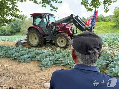 韓国・清州のキャベツ畑で収穫放棄…価格暴落に農家「売るほど損」