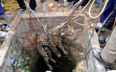 井戸に落ちたヒョウを救出、インド