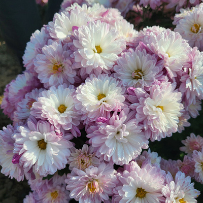 「宇宙菊」が南京で満開に