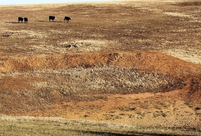 オーストラリアの「大干ばつ」終息の見通しなし 主要流域の水量は最低レベル