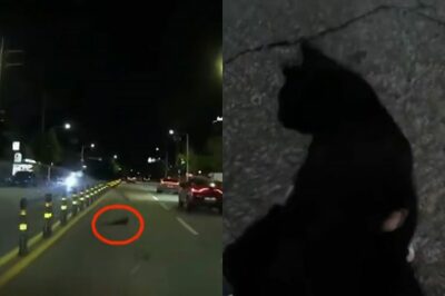 韓国の配達員、道路に倒れた猫を救助…配達中にバイク止め安全な場所へ