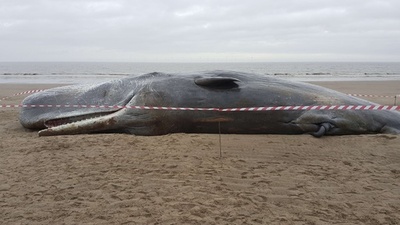 マッコウクジラ4頭打ち上げられる、英東部海岸