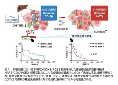 【大阪大学】肝がん免疫療法抵抗性の新たな分子機序を解明 ～NRF2-COX2経路が新たな治療標的かつ効果予測マーカーに～