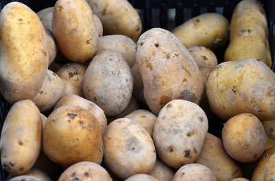 泥の中から人骨？ 大規模捜査でジャガイモと判明 英警察