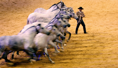 セビリアで馬術見本市開幕、純血種1200種以上を出品
