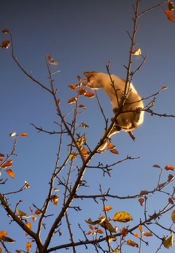 ブードゥーの魔法？　34階から落下のネコ無事着地
