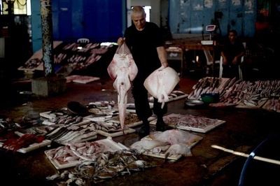 地中海で獲れた海の幸、ガザの魚市場