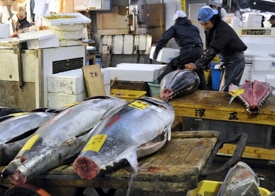 農水副大臣、クロマグロ禁輸拒否を表明