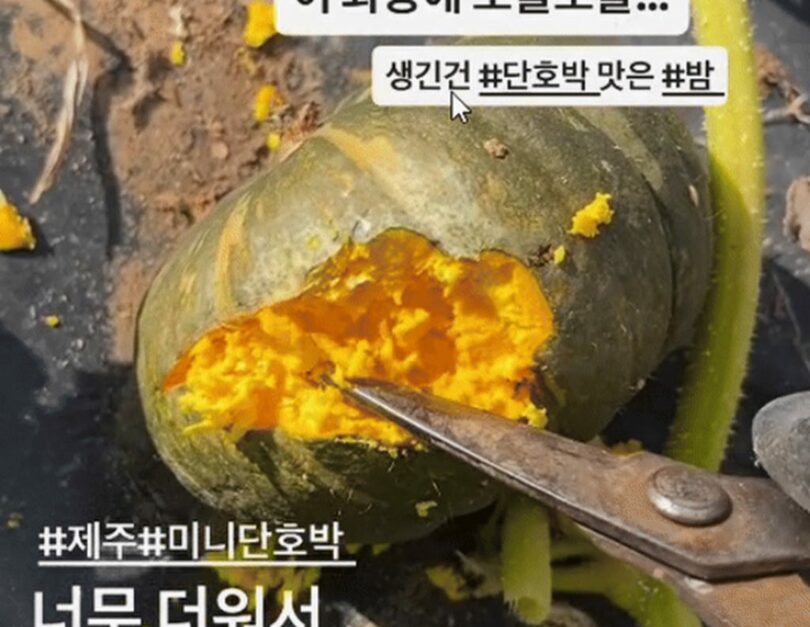 7月10日、済州ボルレ島農場がインスタグラムに投稿した「暑すぎて畑で熟してしまった」という動画の一場面＝インスタグラム(c)NEWSIS