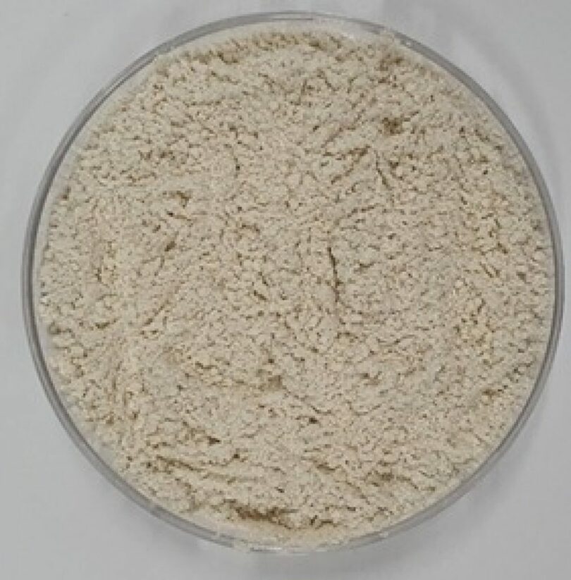 淡水菌類アスペルギラス・チュービングエンシスNNIBRFG24257菌糸体凍結乾燥粉末＝国立洛東江生物資源館提供(c)news1