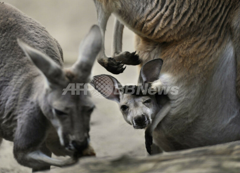 おなかのポケットからお外を偵察、カンガルーの赤ちゃん