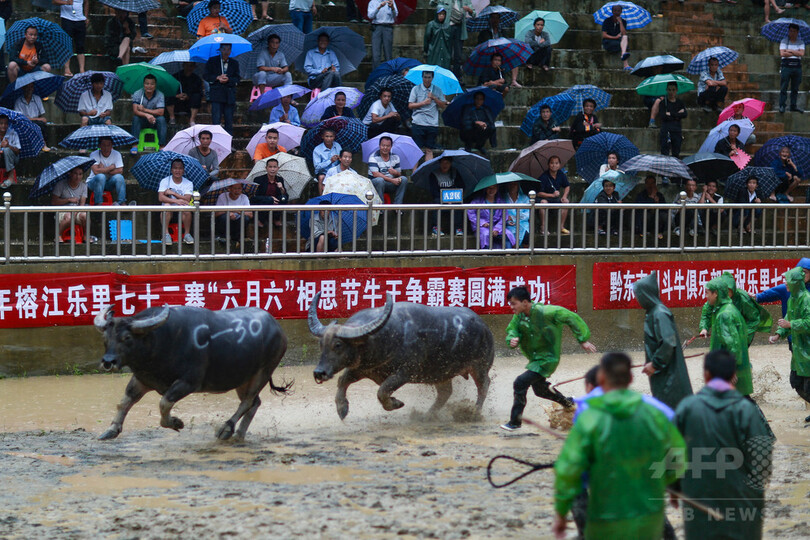 トン族村落の闘牛大会に観客は大興奮　貴州省