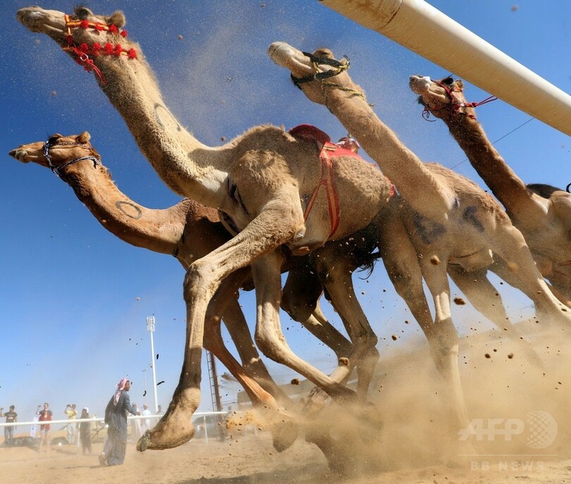 【AFP記者コラム】砂漠の魔法