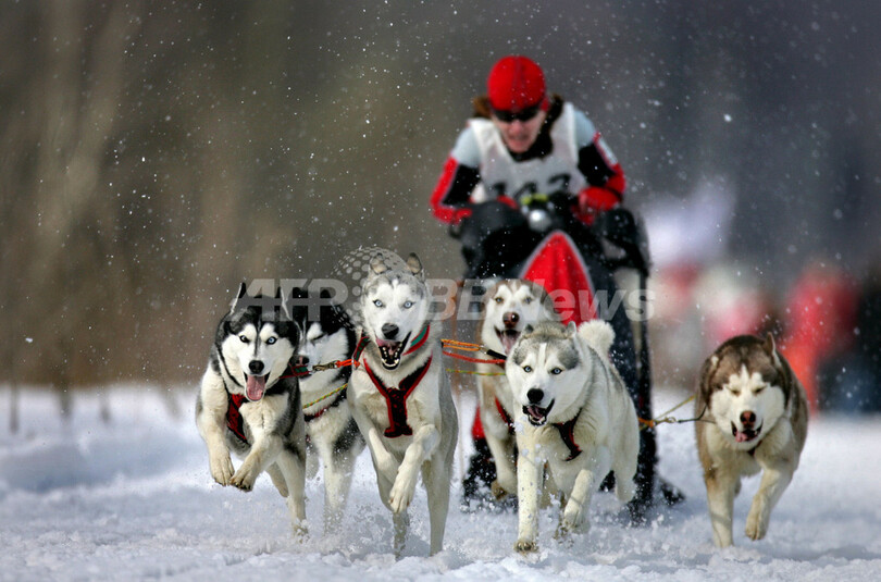 ハスキー疾走 モスクワで犬ぞり競技会 写真15枚 国際ニュース Afpbb News